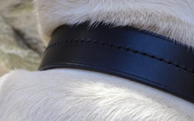 Pourquoi mettre un collier à son chien ?