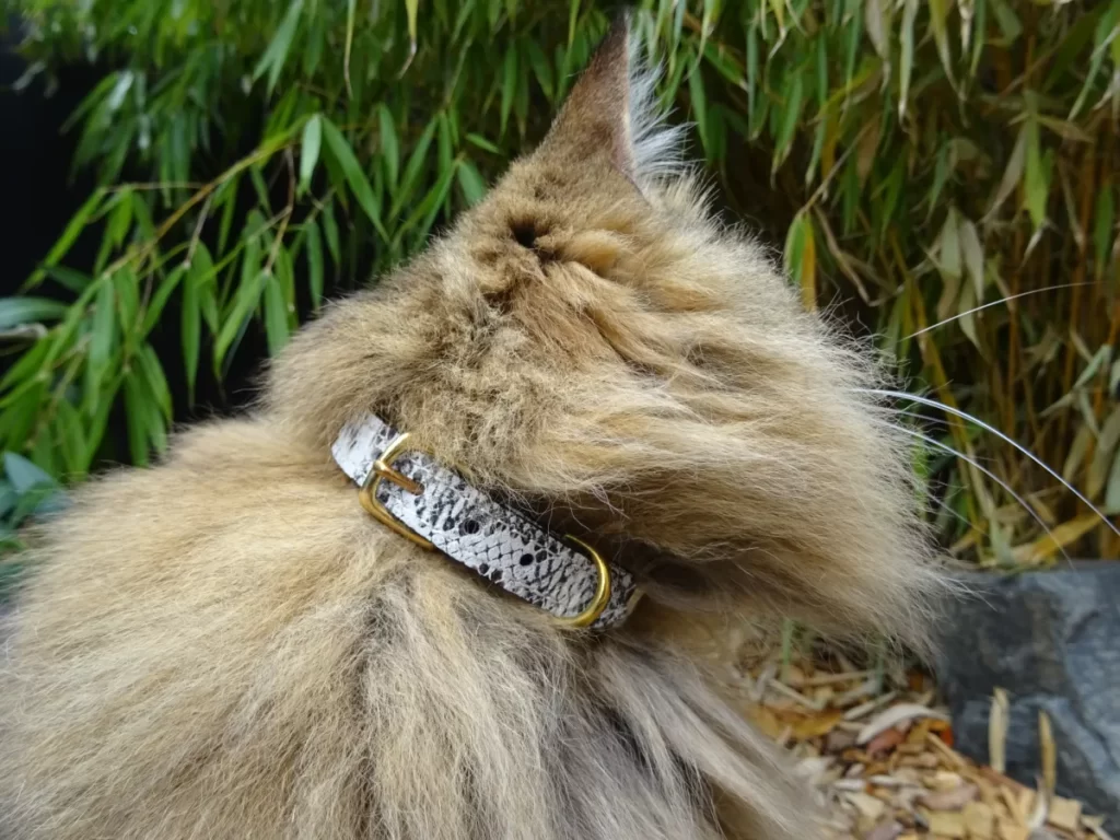 collier chat panthera pardus orientalis wild thing oscar iii
