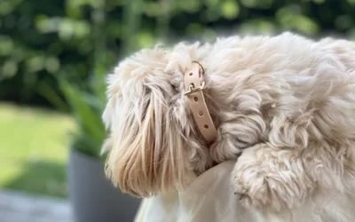 Pourquoi mettre un collier à son chien ?
