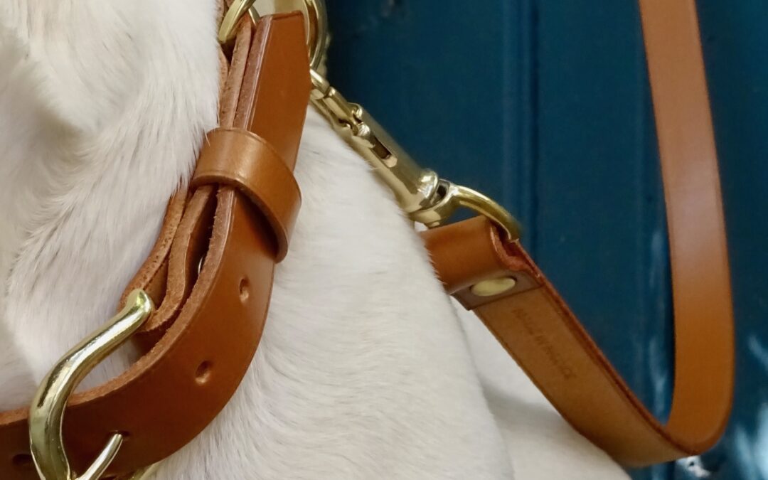Kit balade collier + laisse CANIS LUPUS