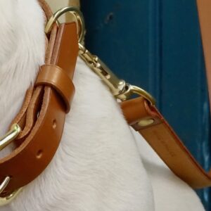 collier chien canis lupus speculoos iggy iii