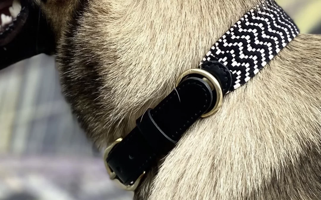 Collier en sangle tressée pour chien OKAPIA JOHNSTONI