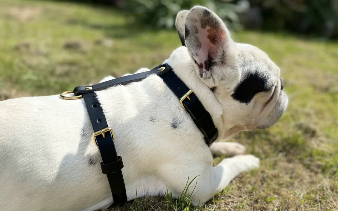 Harnais pour chien en cuir CARCHARODON CARCHARIAS
