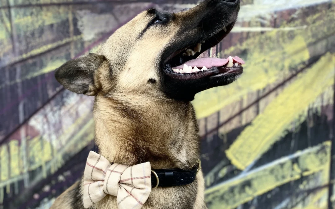Kit collier et nœud papillon pour chien LeMagnifique MAURICE