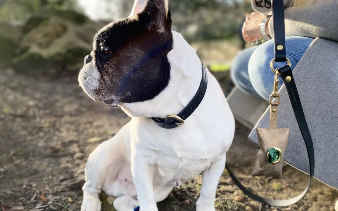 Kit élégance collier + laisse + pochette pour chien OnTheGo MAURICE