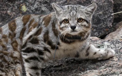 Leopardus Jacobita