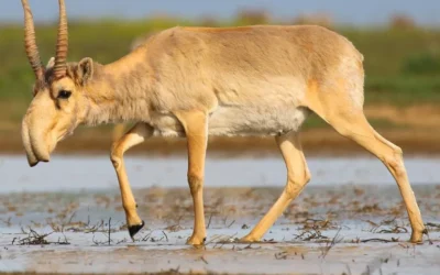 Saiga Tatarica